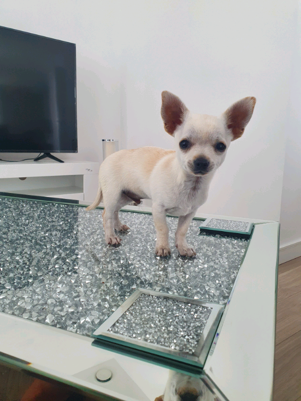 gumtree teacup chihuahua